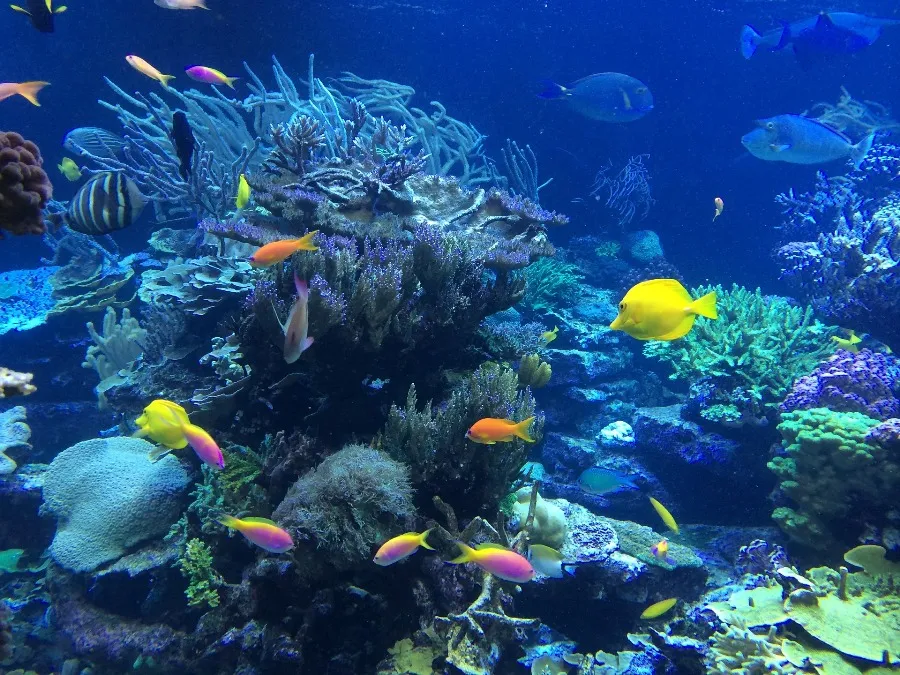 Snorkeling