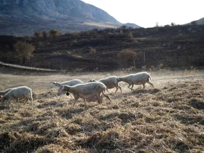 Piana degli Albanesi: dove l'integrazione diventa tradizione e la pastorizia il cuore di una comunità